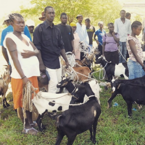 FAP families receiving goats